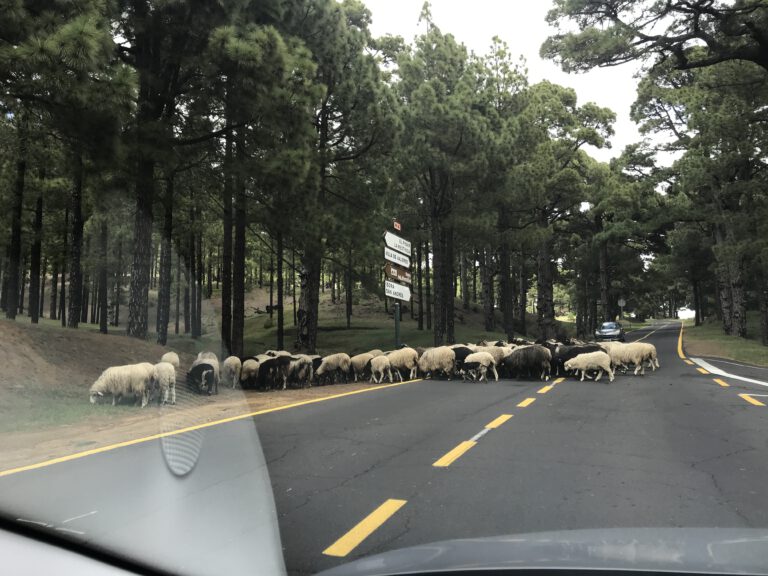 Schafherde auf der Straße durch den Pinienwald El Pinar auf El Hierro